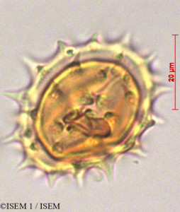 Verbesina arborea - lame n° 29080